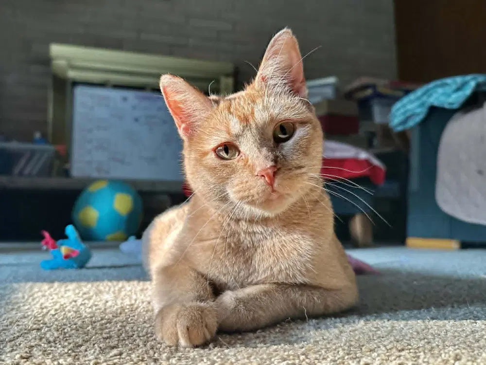 Zena - Domestic Short Hair