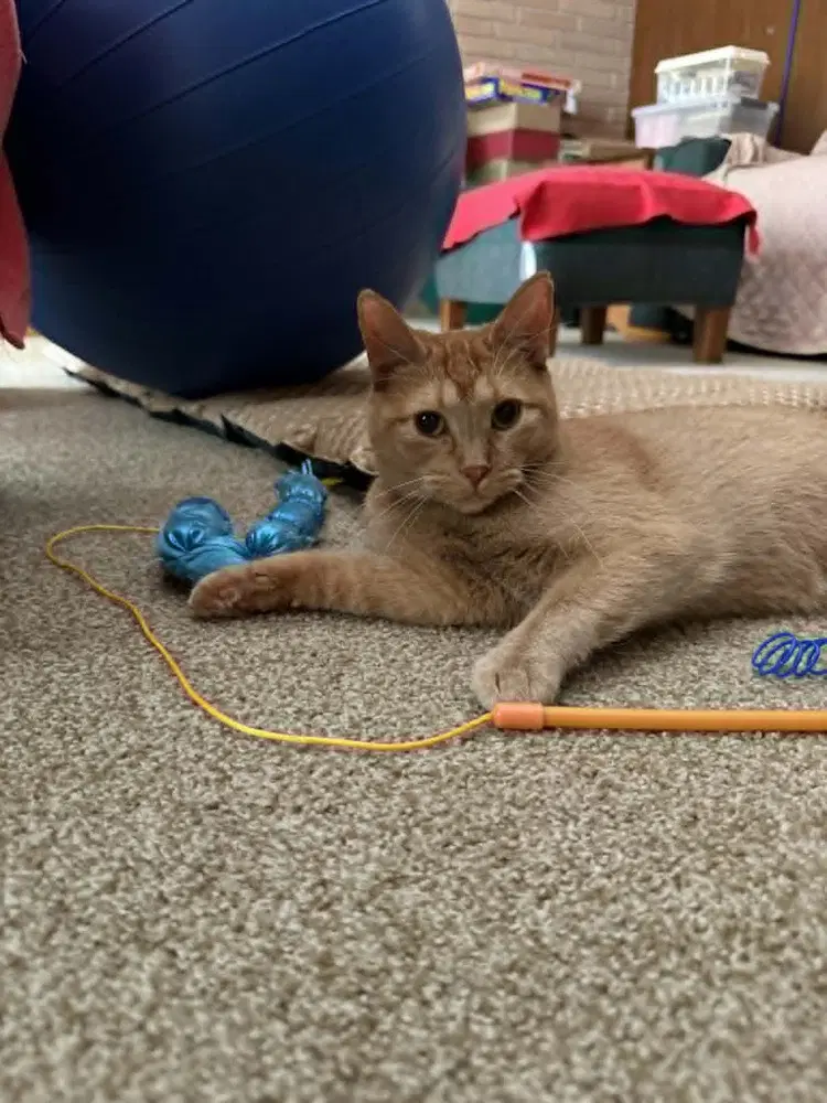 Zena - Domestic Short Hair
