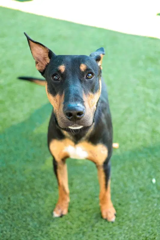 Nicefoster Or Foster To Adopt Needed - Bull Terrier