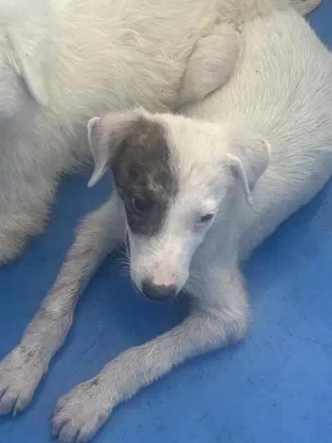 Hannahfoster Or Foster To Adopt Needed - Terrier