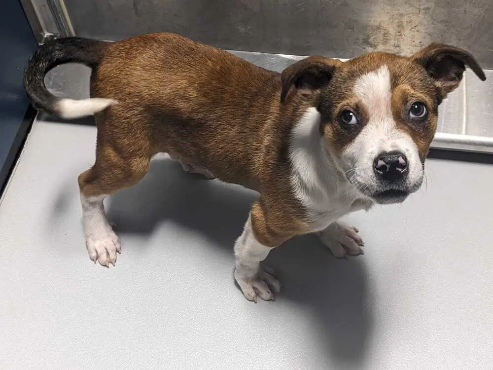 Smileyfoster Or Foster To Adopt Needed - Terrier