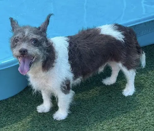 Russellfoster Or Foster To Adopt Needed - Cairn Terrier