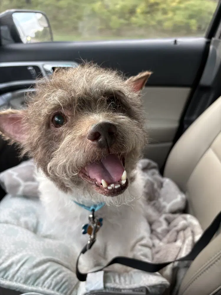 Russellfoster Or Foster To Adopt Needed - Cairn Terrier