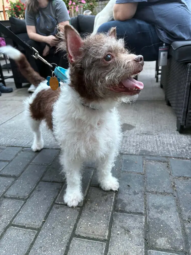 Russellfoster Or Foster To Adopt Needed image 3
