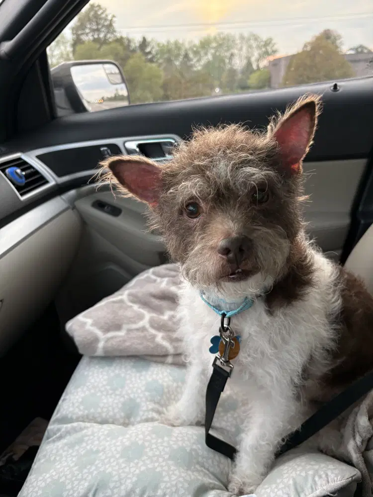 Russellfoster Or Foster To Adopt Needed image 4