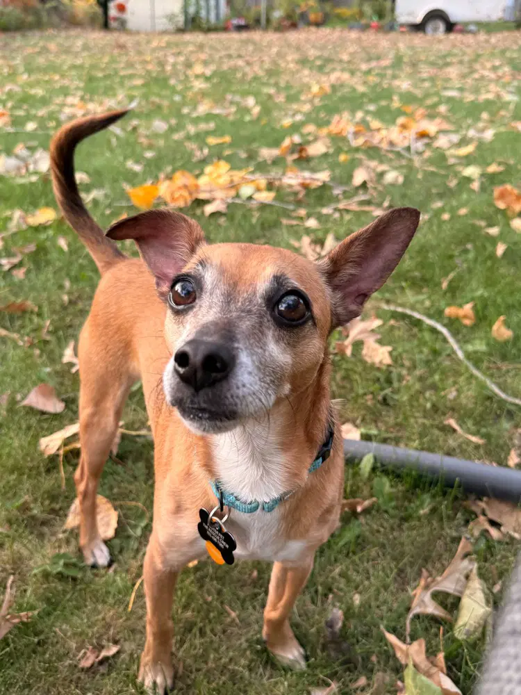 Romeo Jackfoster Or Foster To Adopt Needed image 2