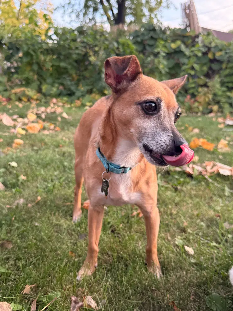 Romeo Jackfoster Or Foster To Adopt Needed image 3