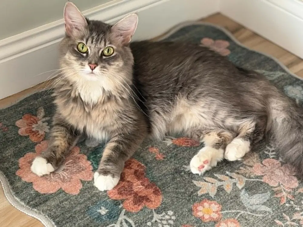Eloise - Domestic Medium Hair