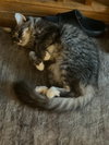Eloise