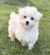 Cirrus