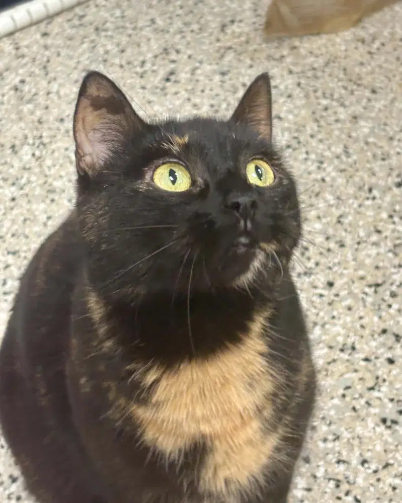 Blossom - Domestic Short Hair
