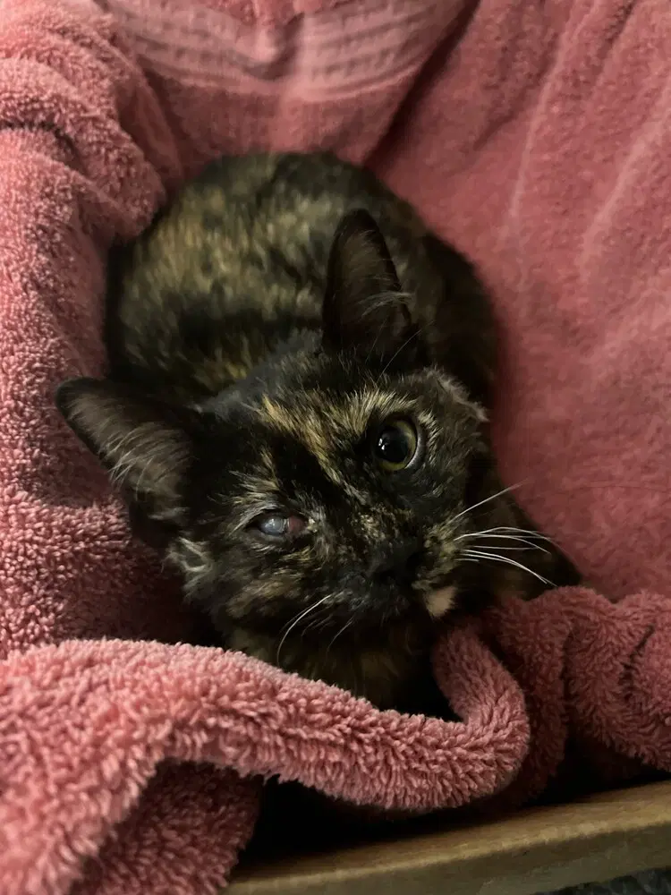 Bean - Domestic Short Hair