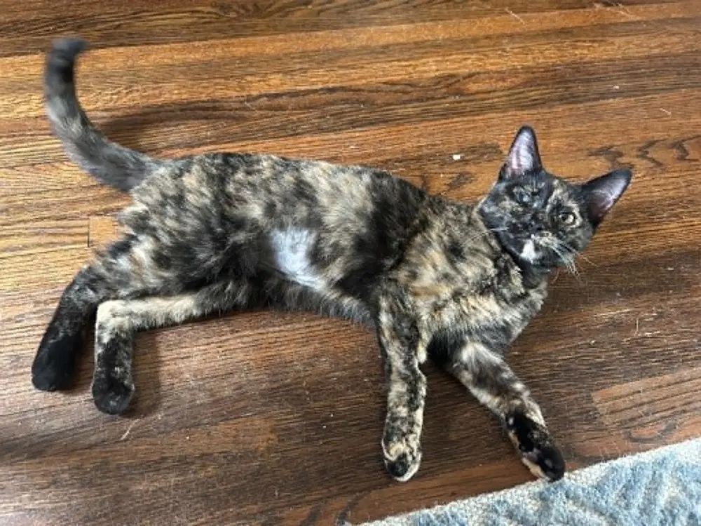 Bean - Domestic Short Hair