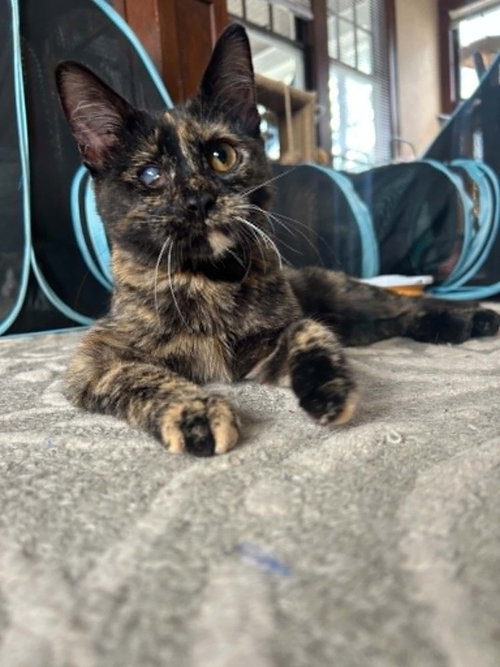 Bean