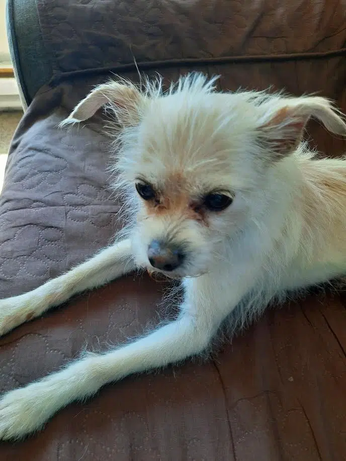 Tiptoe - Chihuahua
