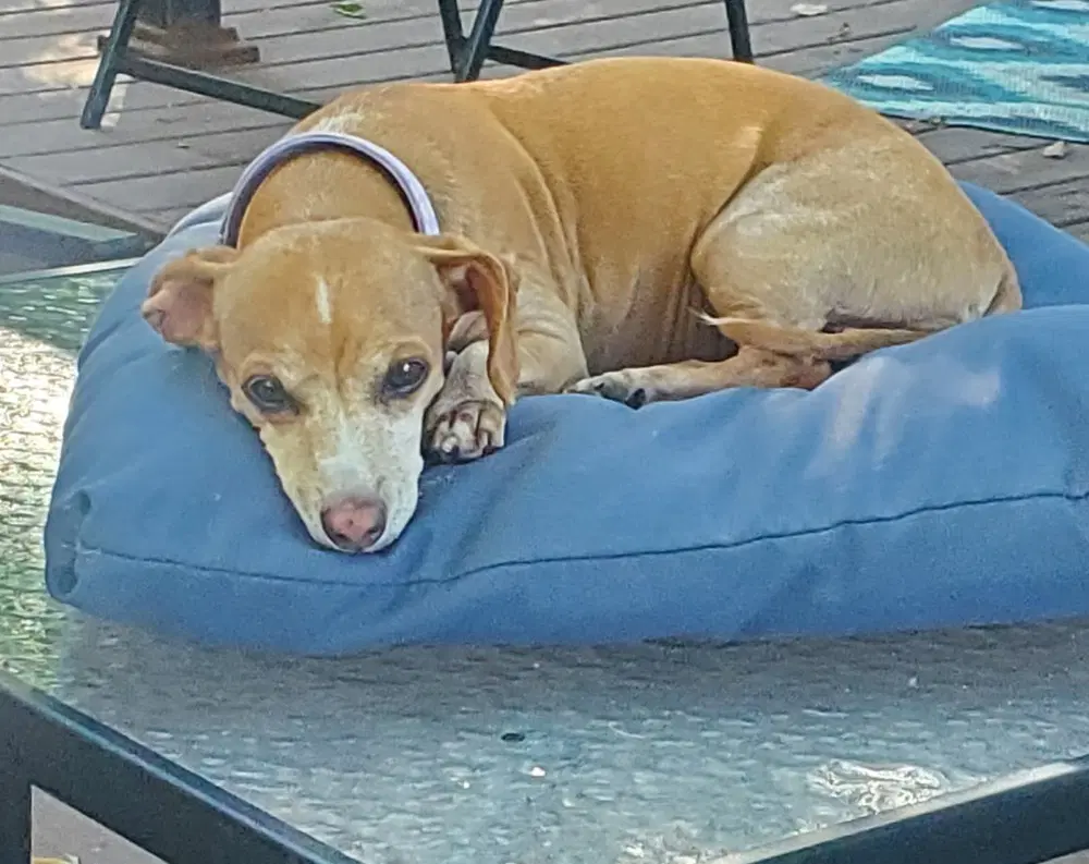 Missy - Dachshund