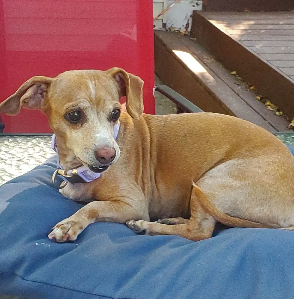 Missy image 2