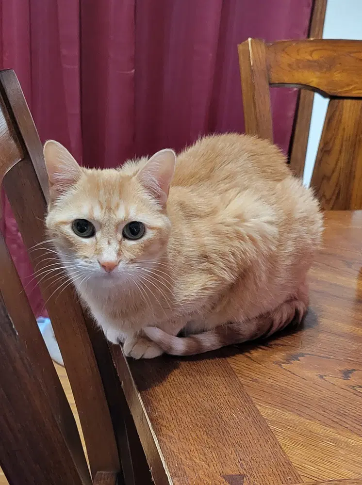 Lily - Domestic Short Hair