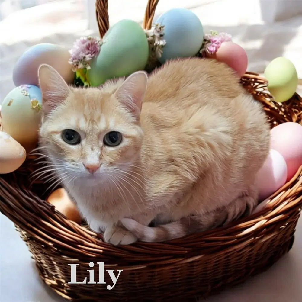 Lily image 2