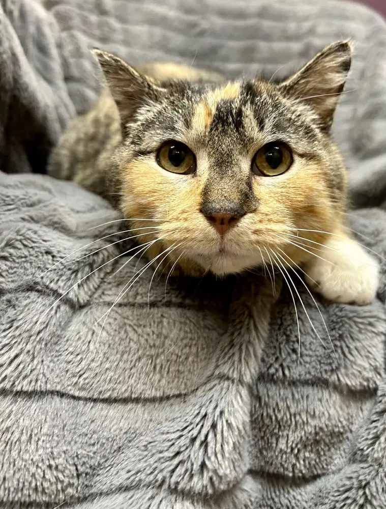 Lavona - Domestic Short Hair