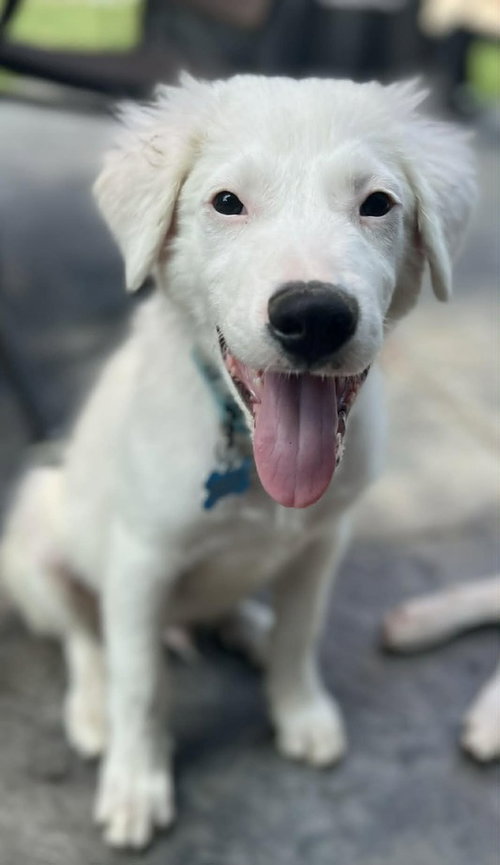 Snow, a dog for adoption from The Rescue Crew, Inc