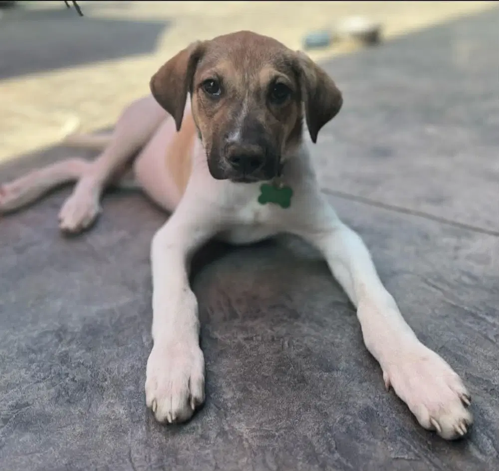 Lucky - Terrier