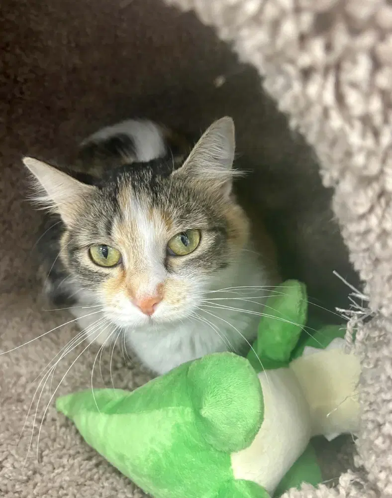 Sky - Domestic Medium Hair