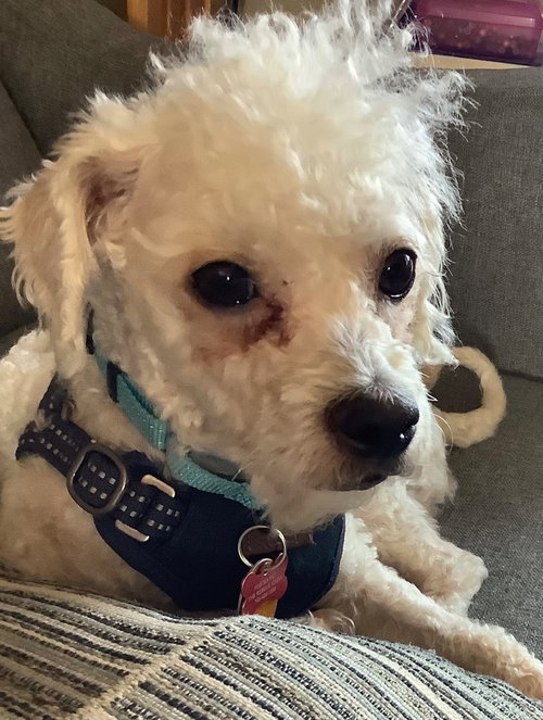 Scottie, a dog for adoption from The Rescue Crew, Inc