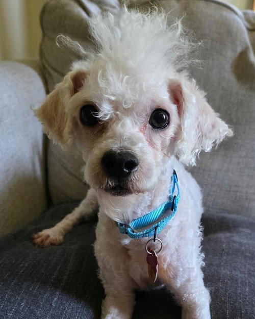 Photo 2 of Scottie