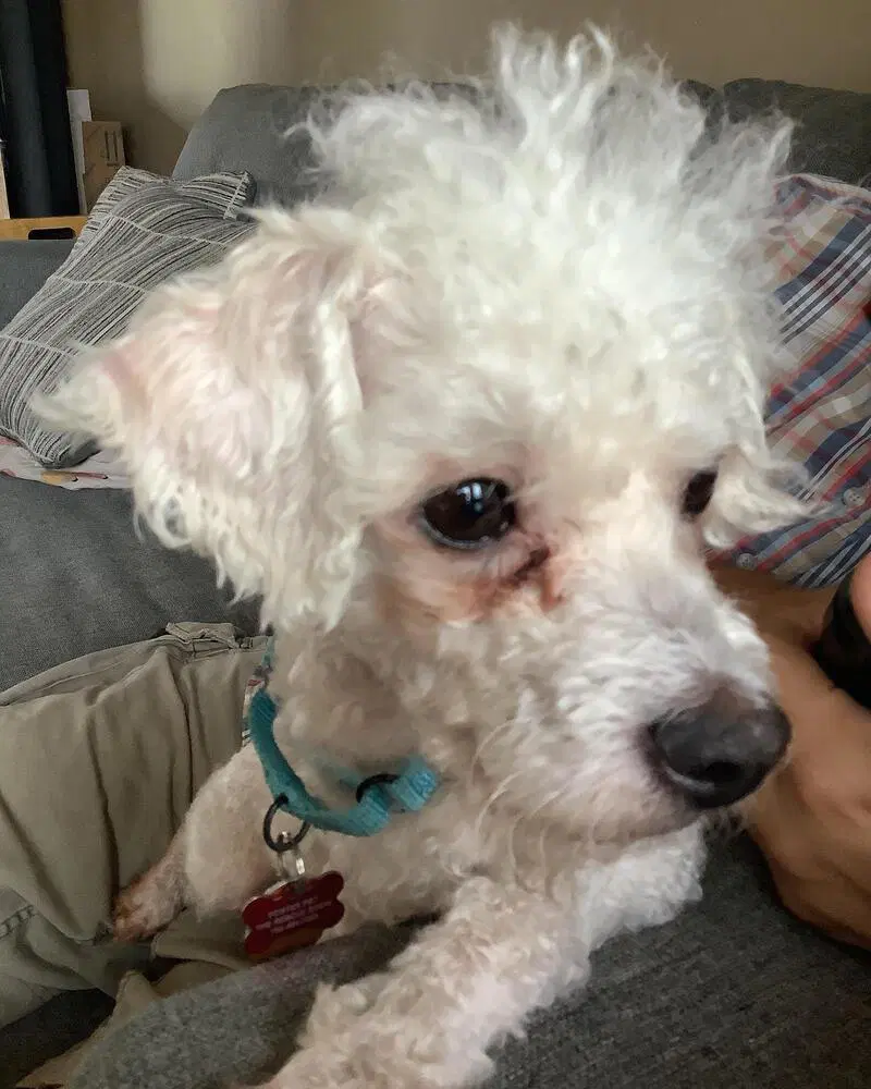 Scottie image 3