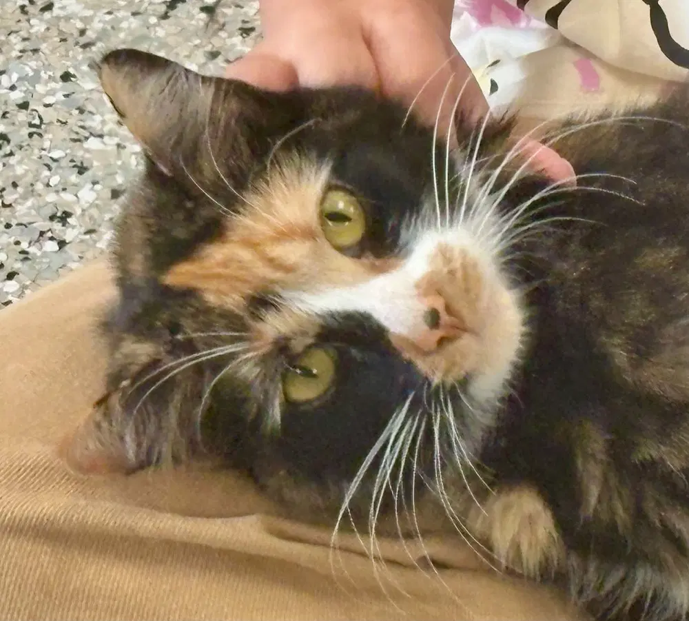 Ahsoka - Domestic Short Hair