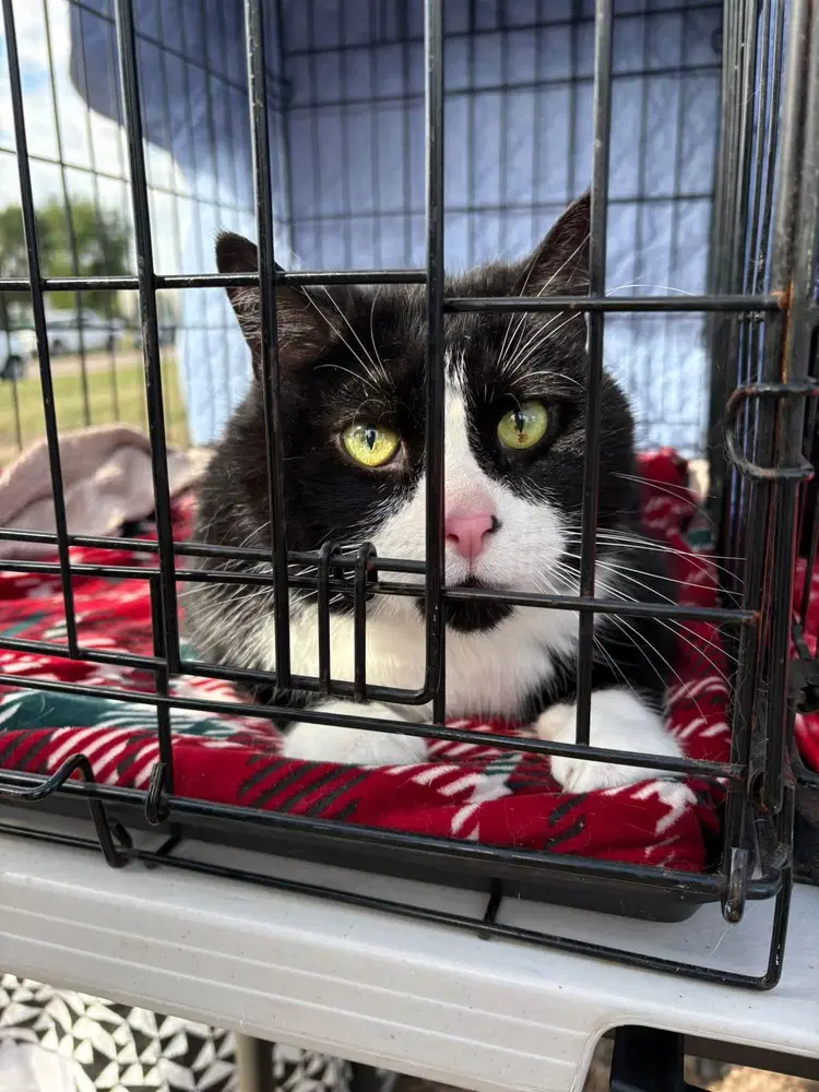 Mr T - Domestic Short Hair