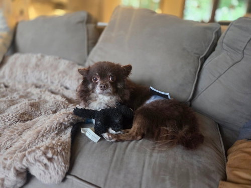 Tangier, a dog for adoption from The Rescue Crew, Inc
