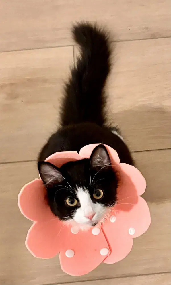 Amelia Bedelia - Domestic Short Hair