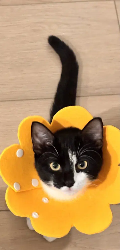 Junie B Jones - Domestic Short Hair
