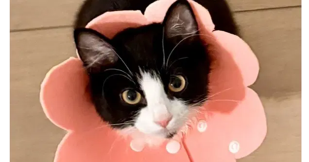 Junie B Jones - Domestic Medium Hair