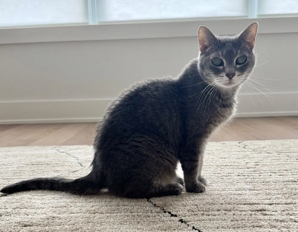 Ellie - Domestic Short Hair
