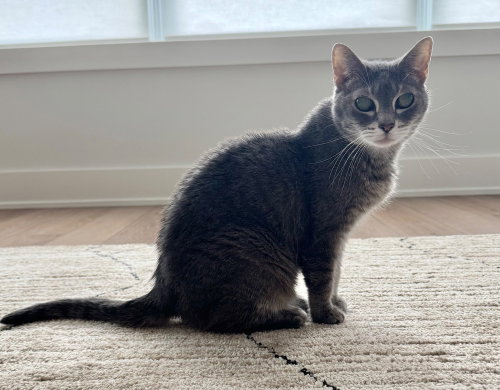 Ellie, a cat for adoption from The Rescue Crew, Inc