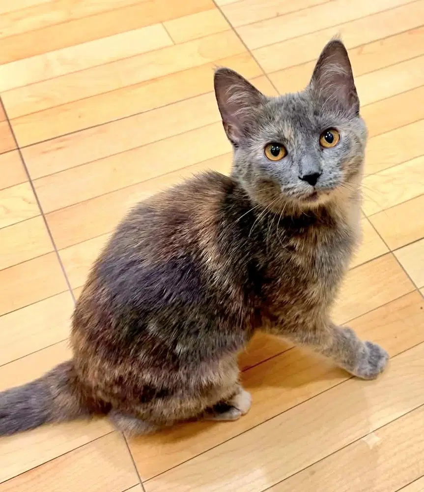 Jojo - Domestic Short Hair