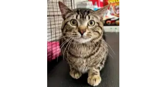 Mead - Domestic Short Hair