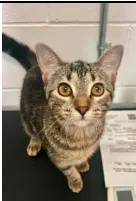 Pepsi - Domestic Short Hair