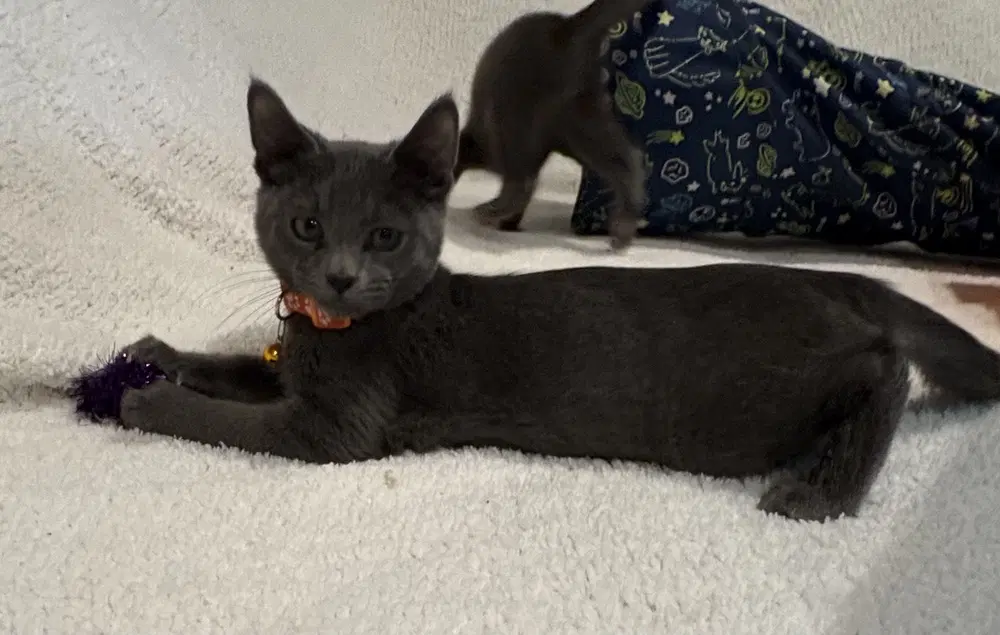 Pop - Domestic Short Hair