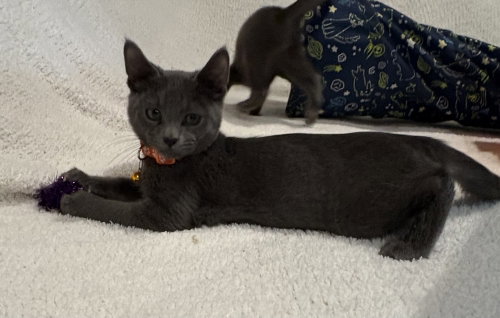 Pop, a cat for adoption from The Rescue Crew, Inc