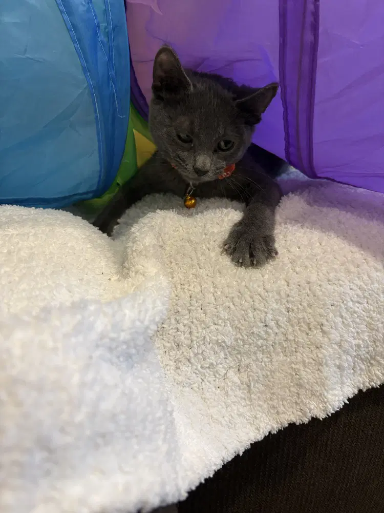 Pop image 2
