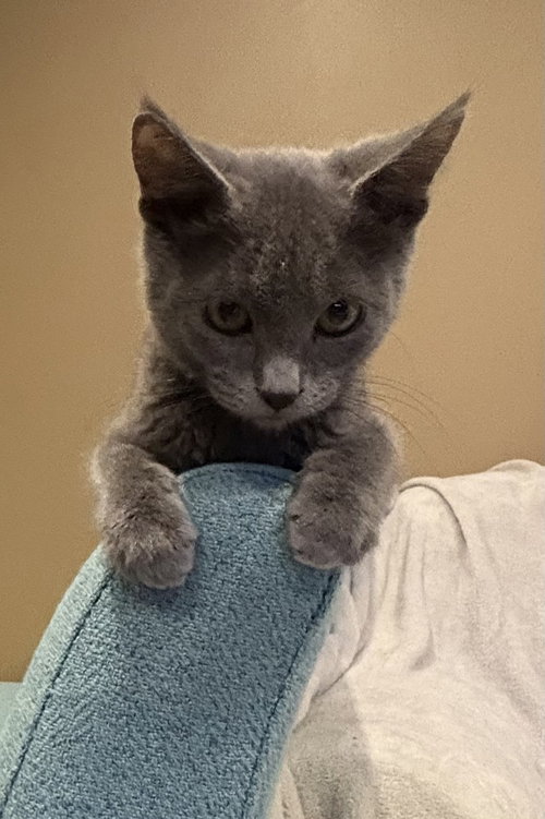 Snap, a cat for adoption from The Rescue Crew, Inc