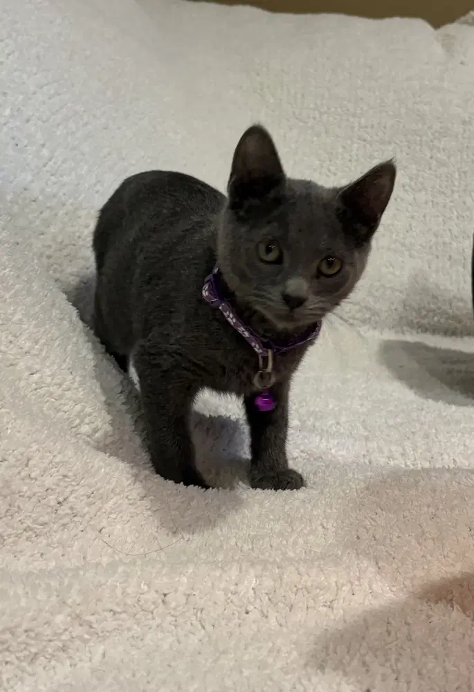 Krackle - Domestic Short Hair