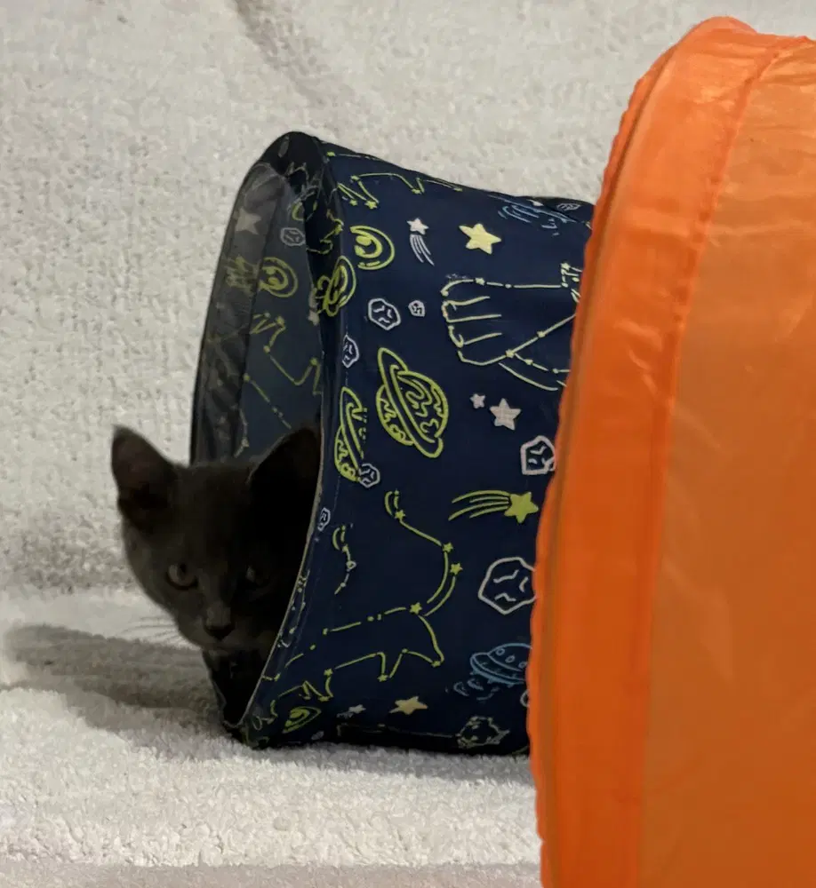 Krackle image 2