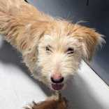 Sammy~FOSTER or FOSTER TO ADOPT NEEDED~, Terrier