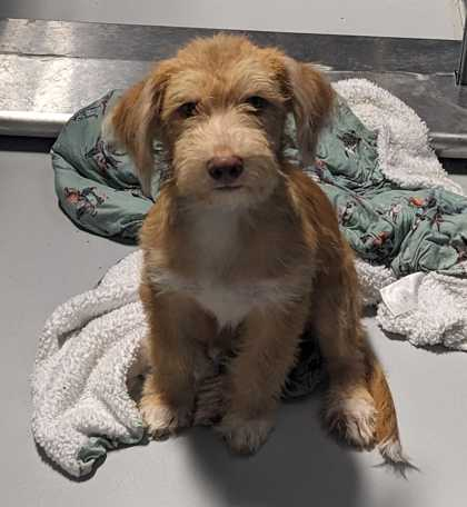 Scooter~FOSTER or FOSTER TO ADOPT NEEDED~, Terrier