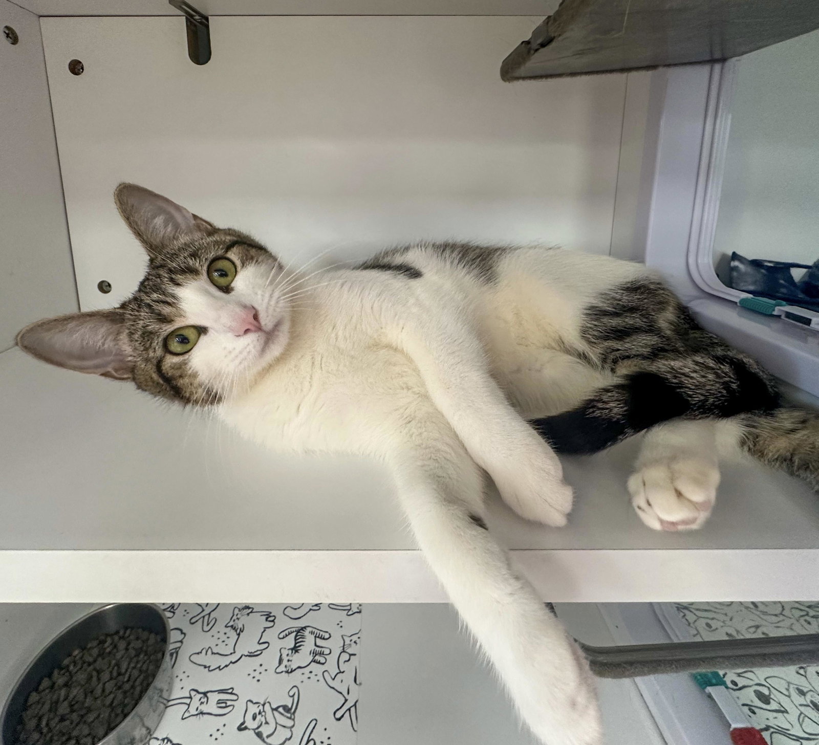 Daisy, Domestic Short Hair
